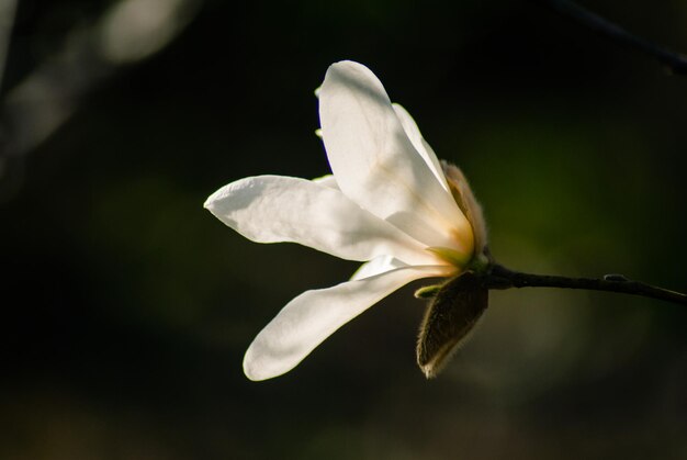 Messa a fuoco selettiva. Sfondo primaverile. Fiori di primavera.