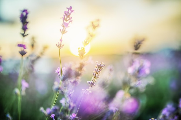 Messa a fuoco selettiva sui fiori di lavanda viola sullo sfondo del tramonto