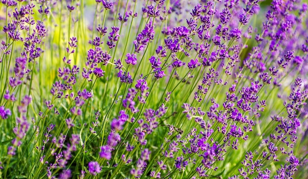 Messa a fuoco selettiva sul fiore di lavanda nel giardino fiorito Fiori di lavanda illuminati dalla luce solare