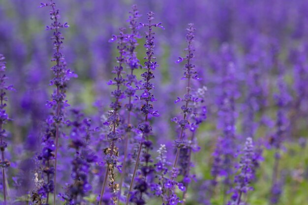 Messa a fuoco selettiva vicino bella lavanda viola nei campi