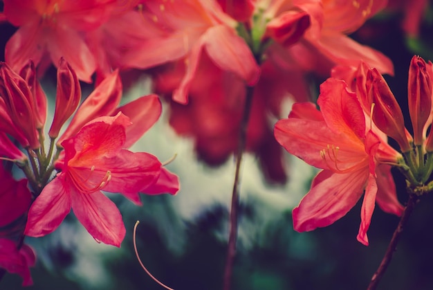 Messa a fuoco sfocata Bellissimi fiori primaverili