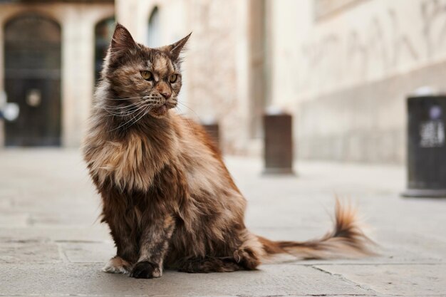 Messa a fuoco superficiale del gatto marrone Maine Coon seduto in strada guardando il lato