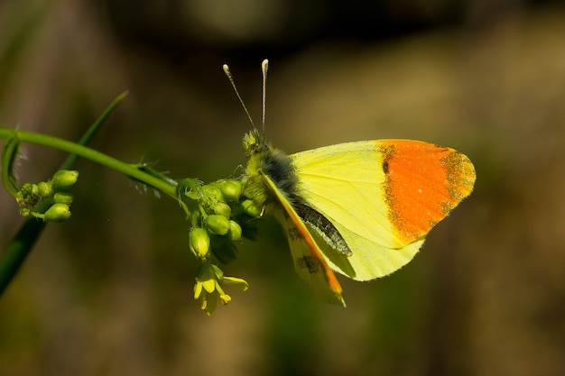 Messa a fuoco superficiale di una bellissima farfalla gialla e arancione sulla pianta