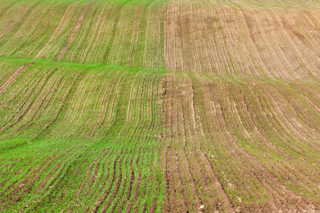 Metà del campo con germogli di grano germogliati dopo la semina, varietà di piante invernali