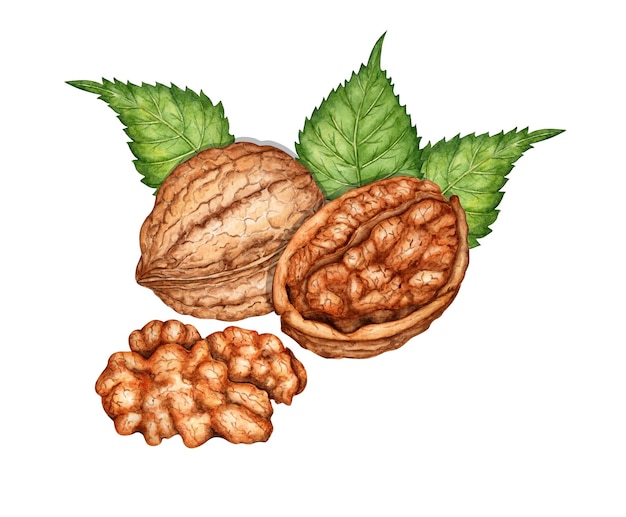 Metà di noce intera e nocciolo con foglie verdi illustrazione ad acquerello isolata dallo sfondo