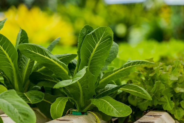 Metodo di coltura idroponica di coltivare le piante insalata di verdure