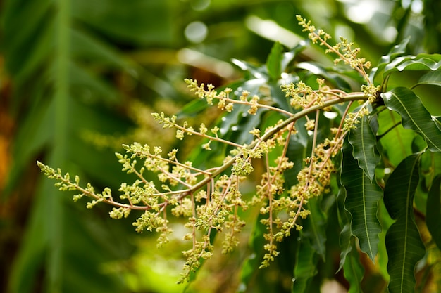 Metraggio di un albero di mango in piena fioritura