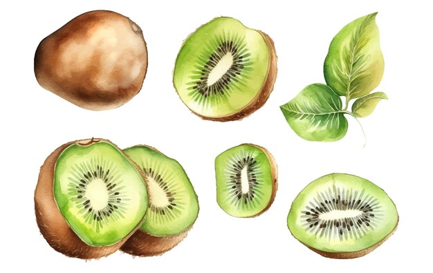 Metta l'illustrazione dell'acquerello di vettore del kiwi verde maturo isolato su priorità bassa bianca