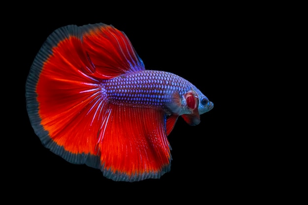 Mezza luna con coda rossa e pinna con bordo nero betta Pesce combattente siamese con clippina