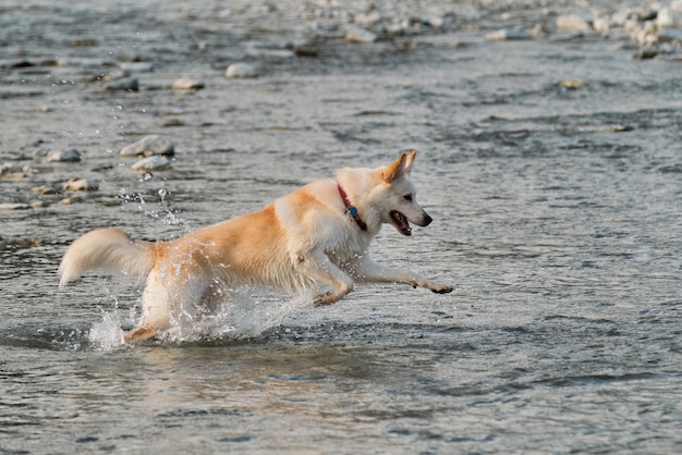 Mezza razza di husky siberiano e pastore svizzero bianco gioca nel fiume