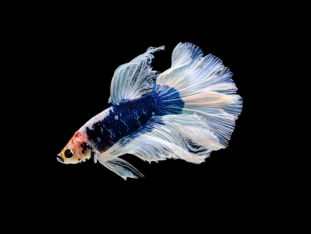 Mezzaluna blu e bianca Betta splendens pesce Pesce combattente siamese su sfondo nero