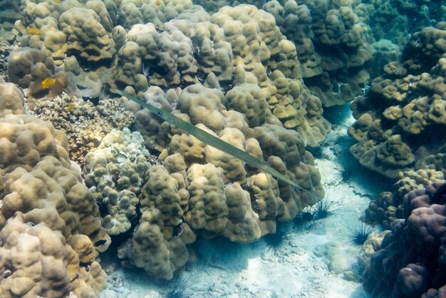 Mezzobecco da wrestling Hemiramphidae Dermogenys bocca lunga e corpo limpido nel mare