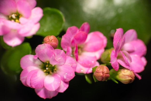 Micro fiori bellissimi micro fiori rosa in un giardino in Brasile attenzione selettiva