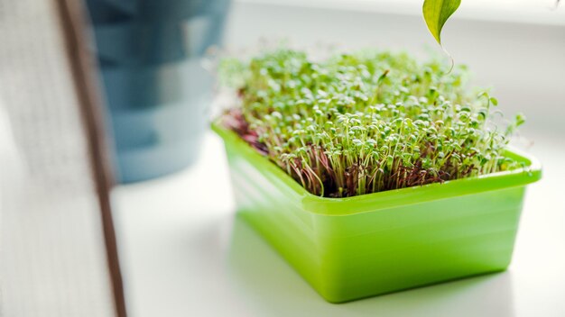 Micro germogli verdi crescono in un vassoio in cucina.