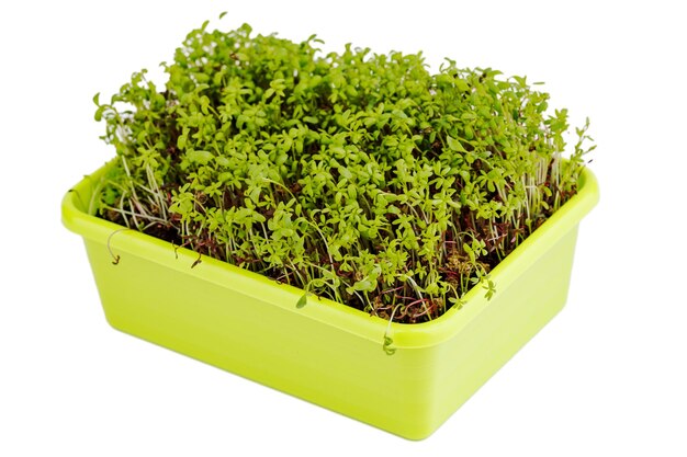 Micro germogli verdi crescono in un vassoio in cucina.