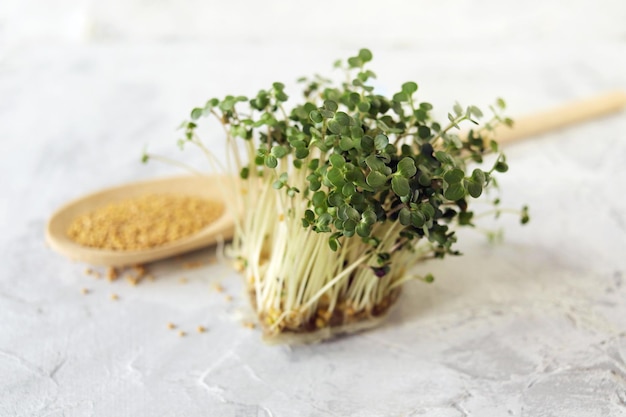 Micro grani di verdure e germogli di senape germogliati sulle piante organiche naturali della tavola