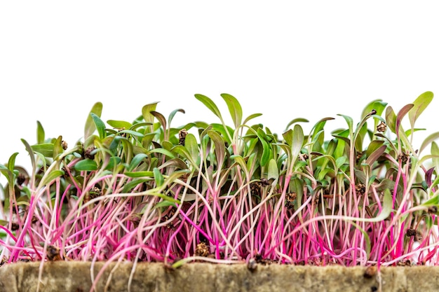 Micro ravanello verde su agrowool Vitamine salute prodotti naturali e business verde Closeup Isolato su sfondo bianco Spazio per il testo