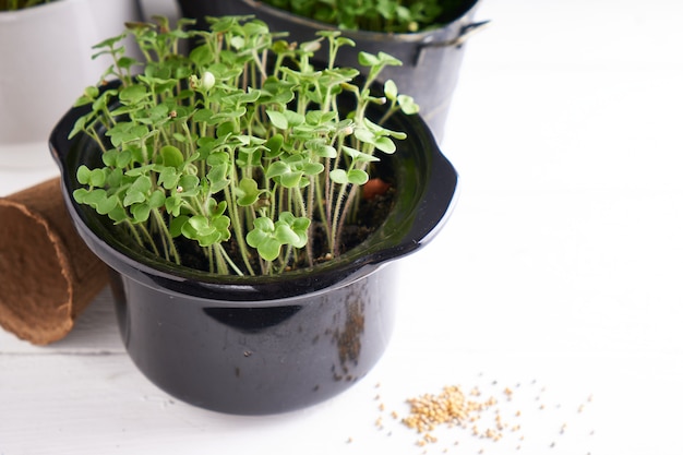 Micro verdi germinati in vaso