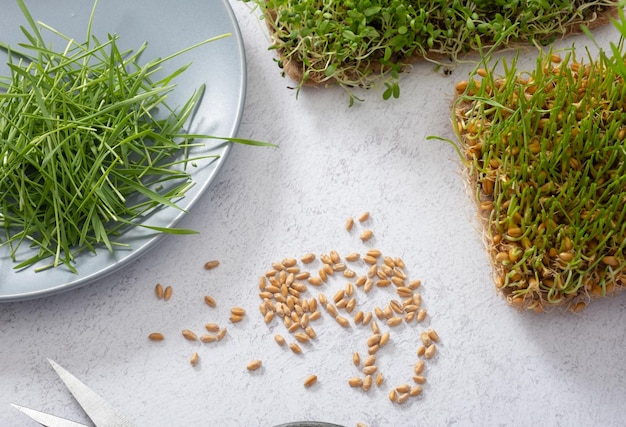 Microgreeen grano germogliato con semi e forbici Concetto di cibo sano