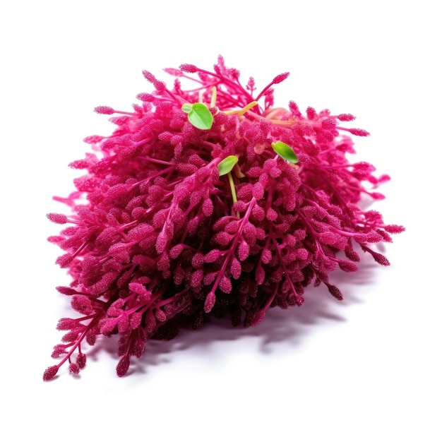 Microgreen Amaranth Amaranthus spp isolato IA generativa