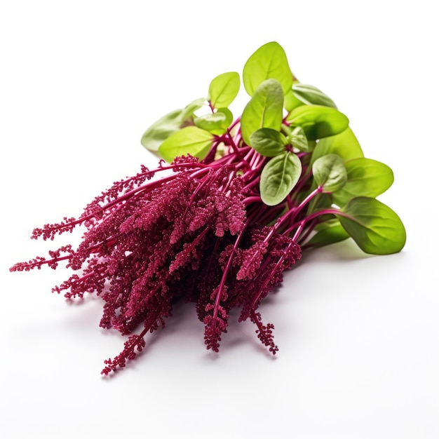 Microgreen Amaranth Amaranthus spp isolato IA generativa