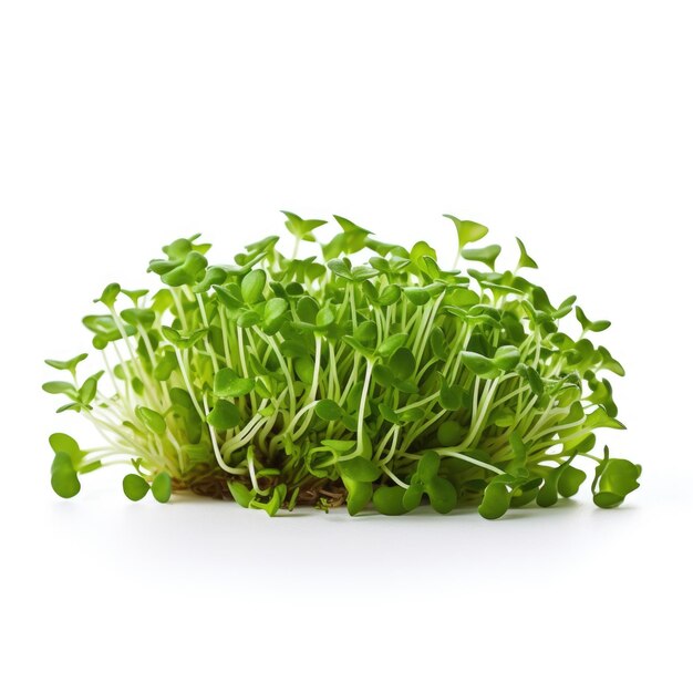 Microgreen Cress Lepidium sativum isolato IA generativa