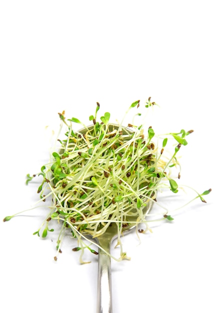 Microgreen di erba medica su sfondo bianco isolare. Messa a fuoco selettiva. natura.