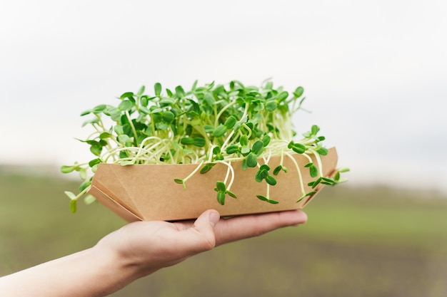 Microgreen di semi di girasole nelle mani