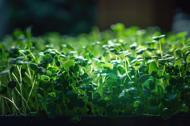 Microgreen freschi che crescono in piantagione illuminati da una luce di coltivazione