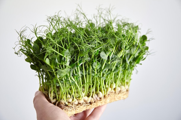 Microgreen germogli di pisello in mano su grigio Micro verde in crescita Uomo che tiene germogli freschi di piselli