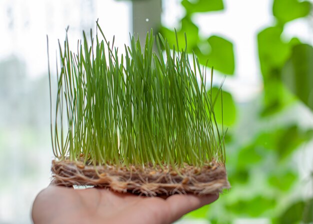 Microgreen germogliato dei chicchi di grano nel primo piano della mano