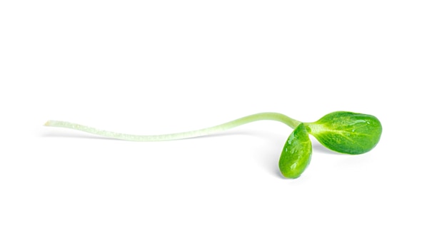 Microgreen girasole isolato.