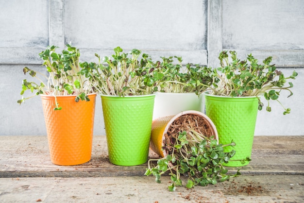 Microgreen in piccoli bicchieri di carta