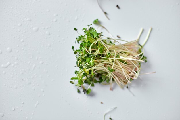 Microgreen mucchio di ravanelli germogli micro verdi