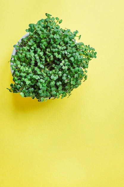 Microgreen senape o ravanello erba verde petali di una corretta alimentazione dieta