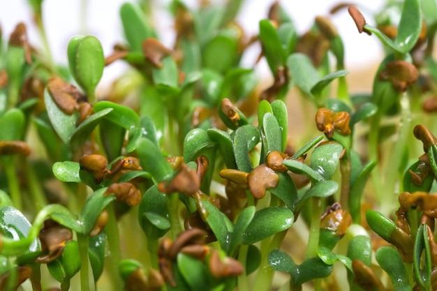 Microgreen Young germogli con semi Cibo sano