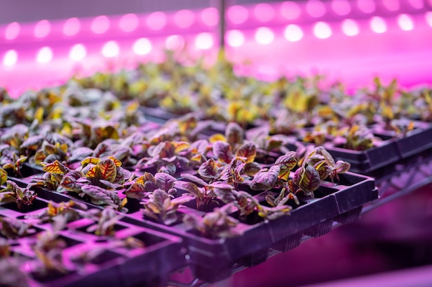 Microgreens che crescono idroponicamente in strati impilati verticalmente Giardino verticale indoor idroponico