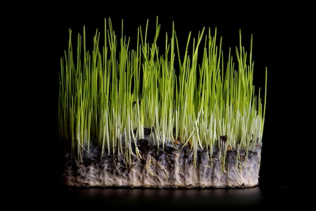 Microgreens Chicchi di grano germogliati sul nero