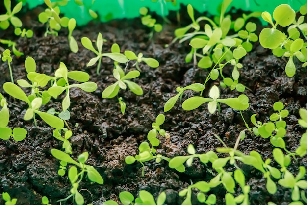 Microgreens close up Piantina verde per piantare in giardino Giardinaggio e coltivazione