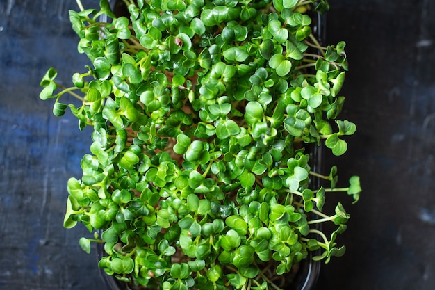 microgreens contenitore insalata vegetariana crudo mangiare senape erbe basilico fresco ravanello vegan