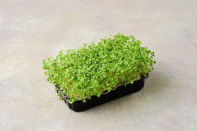 Microgreens di broccoli su fondo scuro.