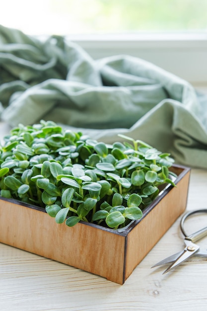 Microgreens di girasoli