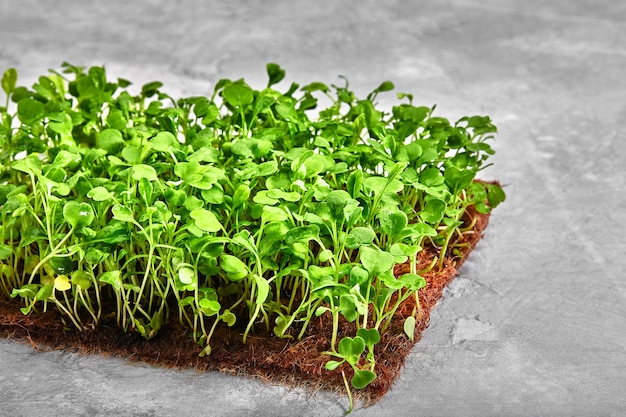 Microgreens di piselli con semi e radici