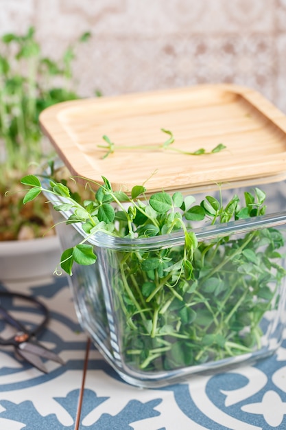 Microgreens di piselli con semi e radici.