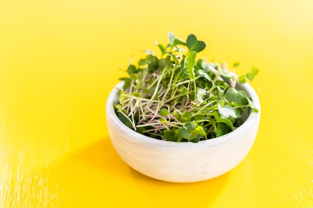 Microgreens di ravanello appena raccolti in una ciotola