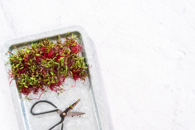 Microgreens di ravanello con steli viola e foglie verdi sul vassoio di metallo.