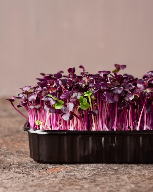 Microgreens di ravanello su uno sfondo scuro.