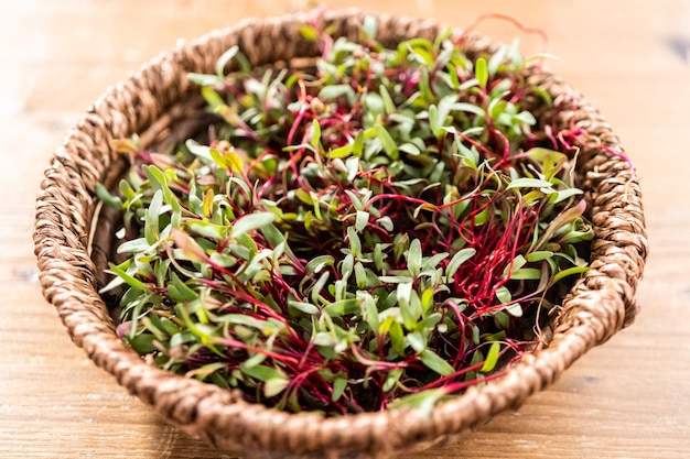 Microgreens di ravanello