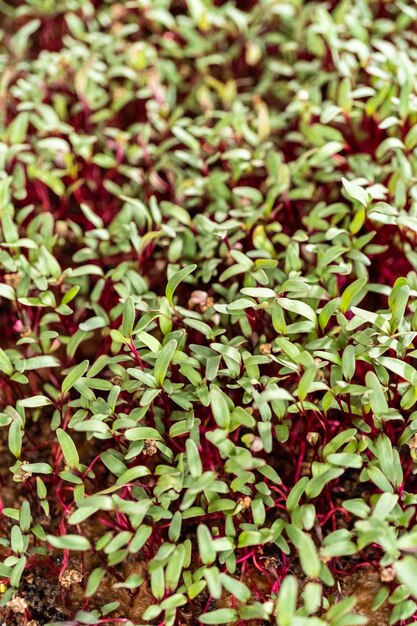 Microgreens di ravanello