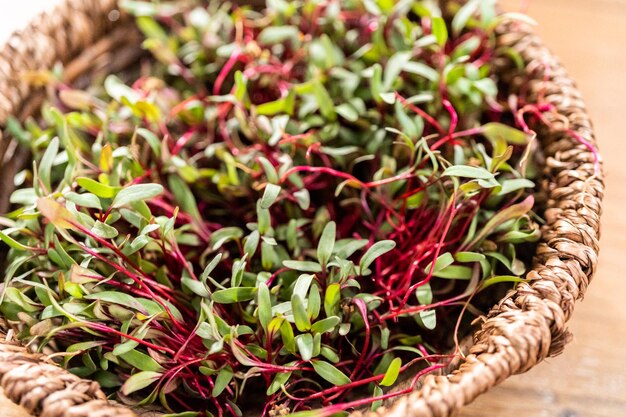 Microgreens di ravanello